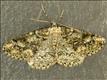 1945 (70.288) Brussels Lace